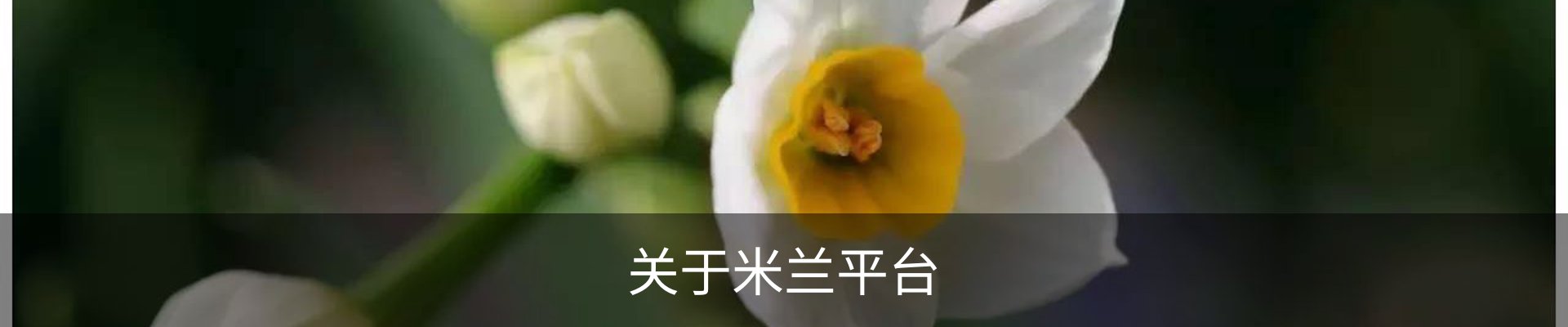 关于米兰平台